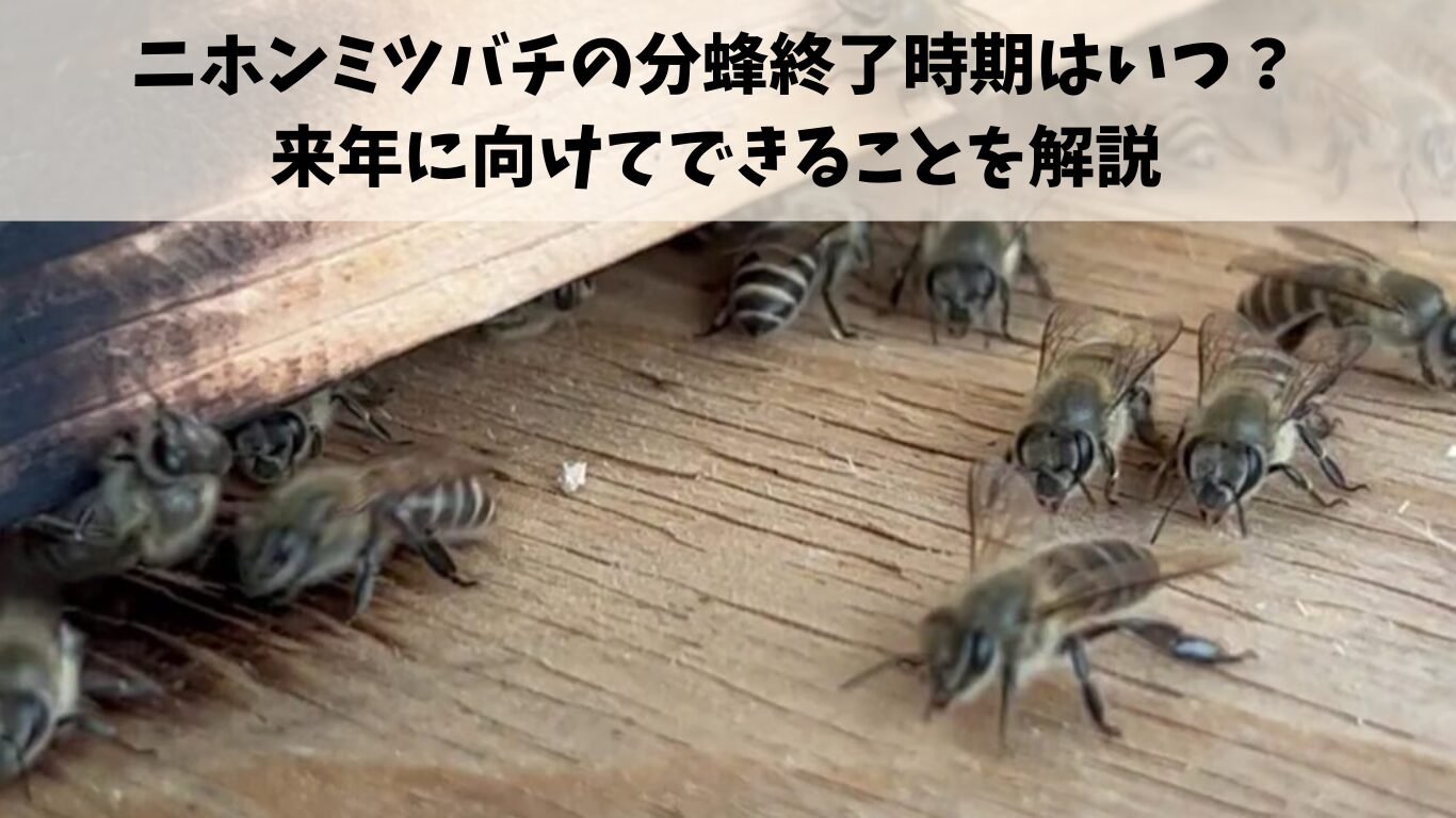 ニホンミツバチの分蜂終了時期はいつ？来年に向けてできることを解説します｜藤枝蜂蜜 梅島ふるうつ屋